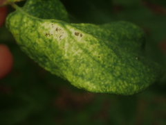 Rhopalomyzus