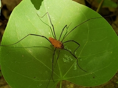 Leiobunum calcar