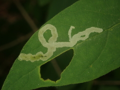 Aulagromyza cornigera