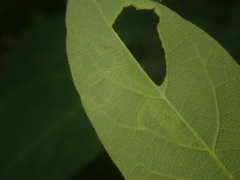 Aulagromyza cornigera