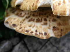 Cerioporus squamosus