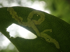 Aulagromyza cornigera