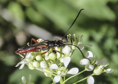 Neobellamira delicata