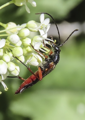 Neobellamira delicata