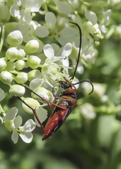 Neobellamira delicata