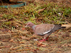 Patagioenas picazuro