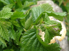 Cerioporus squamosus