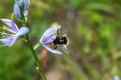 Bombus occidentalis