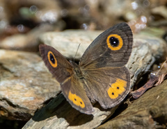Ypthima aphnius
