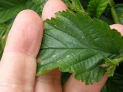 Cerioporus squamosus