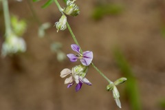 Pediomelum digitatum