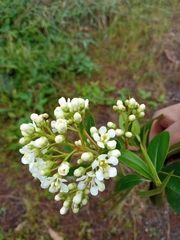 Escallonia paniculata