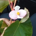 Begonia piurensis - Photo 由 Salo 所上傳的 (c) Salo，保留部份權利CC BY-NC