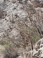 Pachycormus discolor