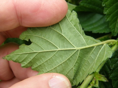 Cerioporus squamosus