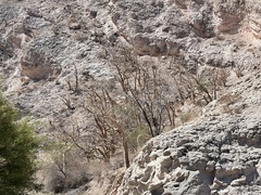 Pachycormus discolor