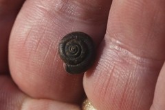 Discus rotundatus