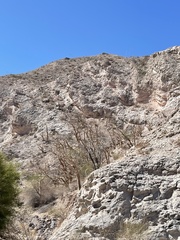 Pachycormus discolor