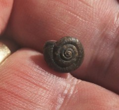 Discus rotundatus