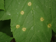 Drisina glutinosa