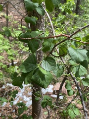 Crataegus succulenta