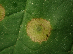 Drisina glutinosa