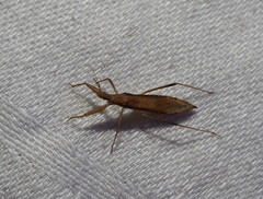 Sastrapada australica