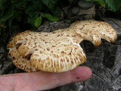 Cerioporus squamosus