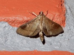 Almonia