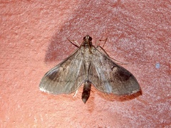 Almonia