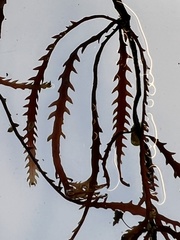Vidalia colensoi