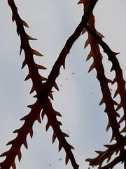Vidalia colensoi