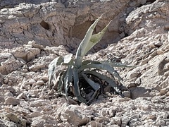 Agave sobria