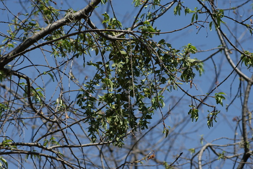 Cladocolea loniceroides, photograph 5