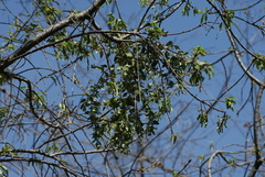 Cladocolea loniceroides, photograph (c) Jordi Martínez Martínez, some rights reserved (CC BY)