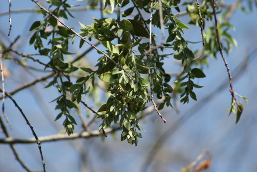 Cladocolea loniceroides, photograph 4