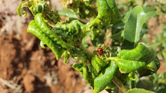 Brachycaudus amygdalinus