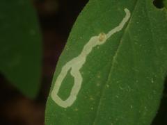 Aulagromyza cornigera