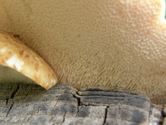 Cerioporus squamosus