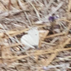 Anthocharis lanceolata