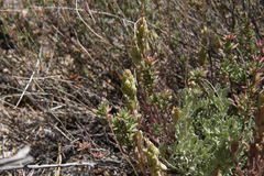 Castilleja plagiotoma
