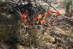 Castilleja gleasoni