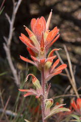 Castilleja gleasoni
