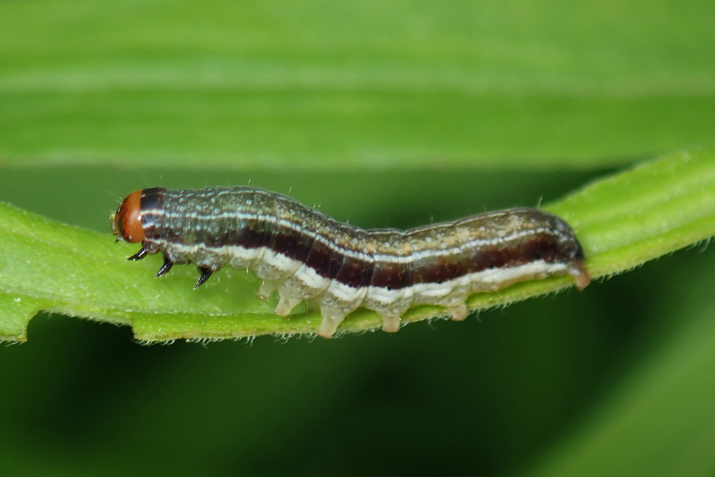 Barrens Sallow