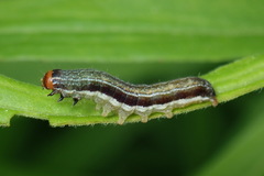 Eupsilia sidus