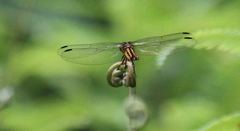 Lyriothemis