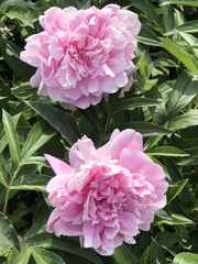 Paeonia