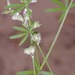 Palmleaf Indian Breadroot - Photo (c) Michelle, some rights reserved (CC BY), uploaded by Michelle