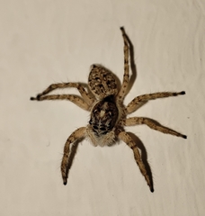 Menemerus semilimbatus