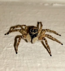 Menemerus semilimbatus